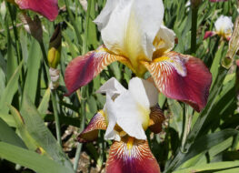 017 - finest hour 1955